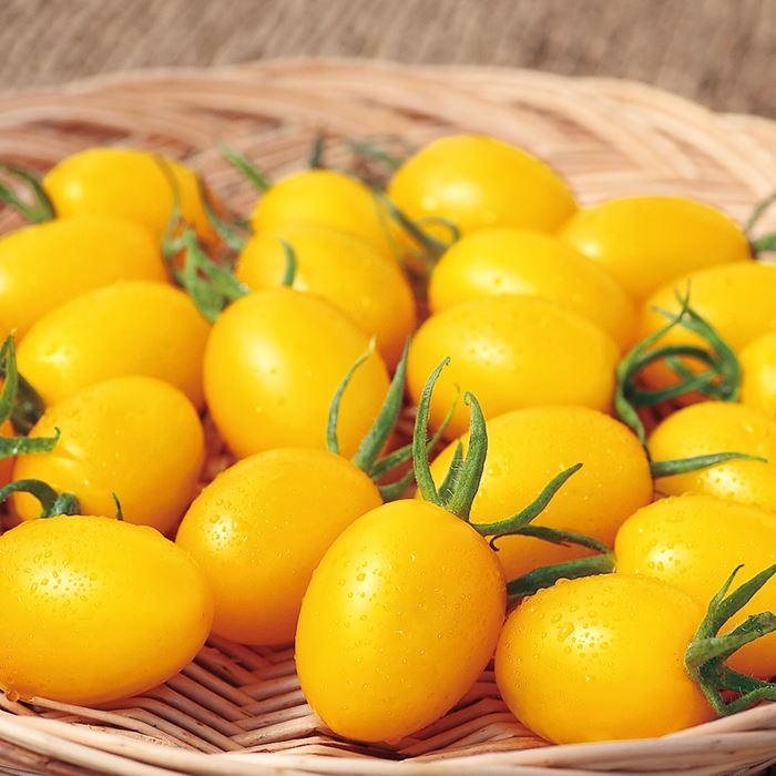 イエローアイコの写真